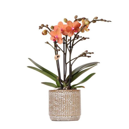 Orange Phalaenopsis orchid - Mineral Bolzano + Jaguar pot - Ø9cm - Flowering houseplant