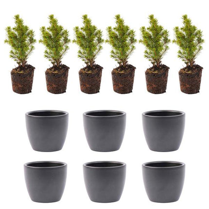 Ensemble de 6 mini sapins de Noël - comprenant un pot Boule anthracite