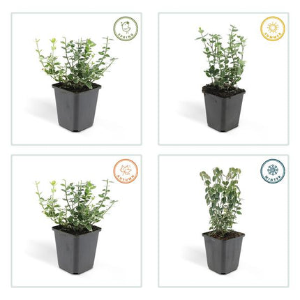 Euonymus 'Emerald 'n Gaity' - Chapeau cardinal japonais - ↕10-25cm - Ø9cm - Couvre-sol - 12x