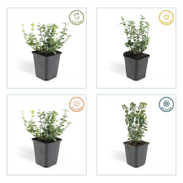 Euonymus 'Emerald 'n Gaity' - Japanse Kardinaalsmuts - ↕10-25cm - Ø9cm - Bodembedekker - 12x