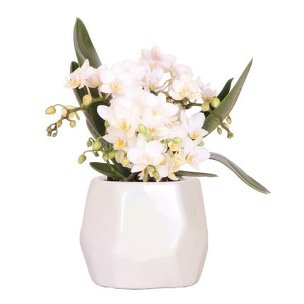 Hvid orkidé 'Nazaré' + perlemor dekorativ potte travertin - Ø9cm - Blomstrende stueplante