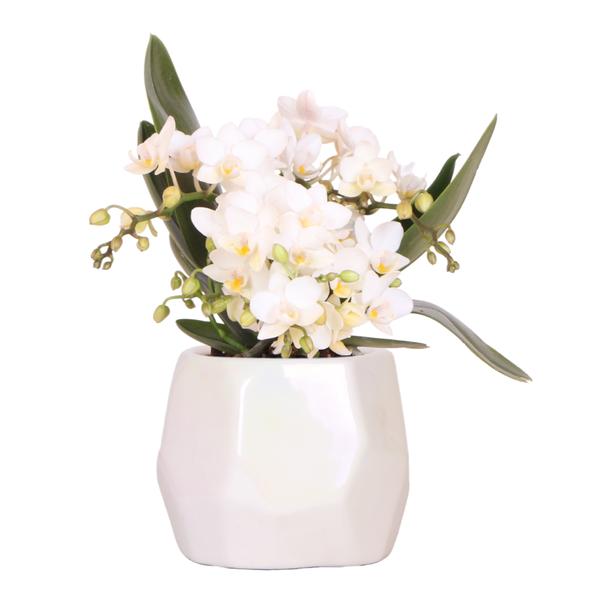 Orchidea bianca 'Nazaré' + vaso decorativo in travertino color perla - Ø9cm - Pianta da interno fiorita
