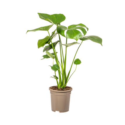 Monstera Deliciosa Tauerii - ↕60cm - Ø17cm - Hole plant