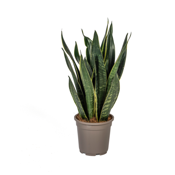 Sansevieria Trifasciata Futura Black - Schwiegermutterzunge - ↕50-55cm - Ø17cm