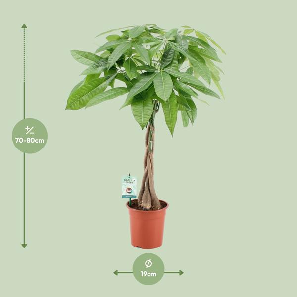 Pachira Aqautica - Geldboom - ↕80cm - Ø19cm