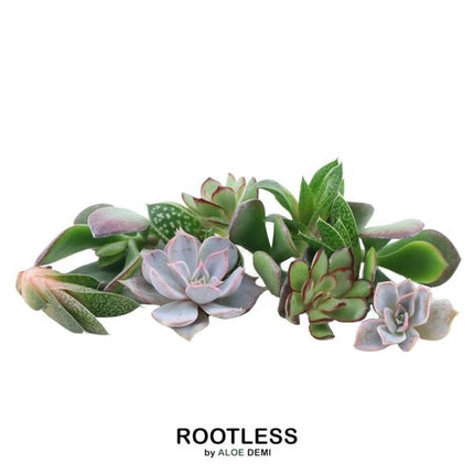 ROOTLESS Echeveria mini mix box - 10x