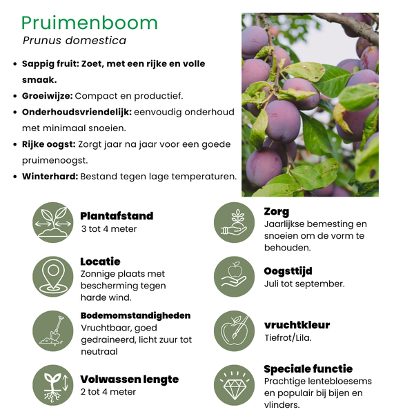 Fruitbomen Biologisch - Appel, Peer, Kers en Pruim - ↕60cm - Ø20cm - 4x