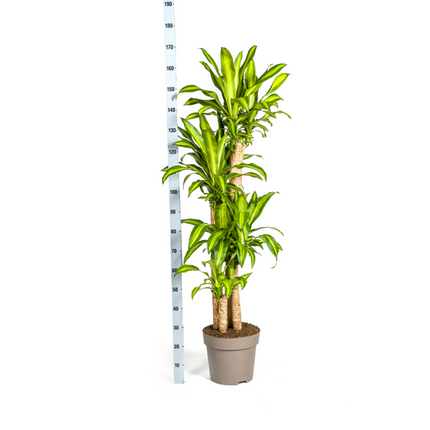 Dracaena Fragrans Massangeana - Drageplante - ↕180cm - Ø30cm
