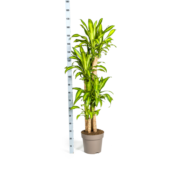 Dracaena Fragrans Massangeana - ↕180cm - Ø30cm - Drakenplant