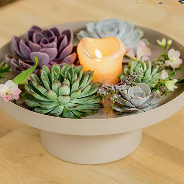 Caja de mezcla mini de Echeveria sin raíces - 10x