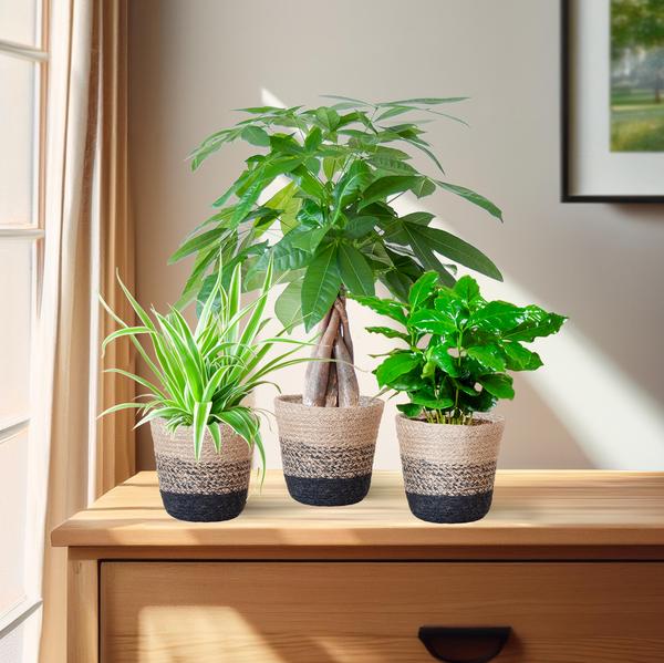 Diervriendelijke Plantenbox - klein - met Mand Lissabon zwart - Ø12cm