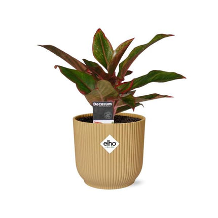 Aglaonema Crete - in yellow elho Vibes Fold - ↕25cm - Ø14cm