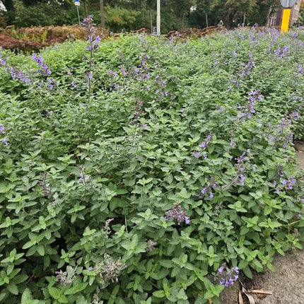 Nepeta 'Walker's Low' - Kattenkruid - ↕10-25cm - Ø9cm - Borderplant - 60x