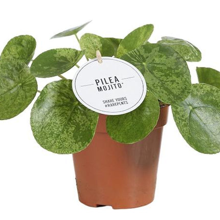 Pilea Mojito - Ø13cm - ↕20cm