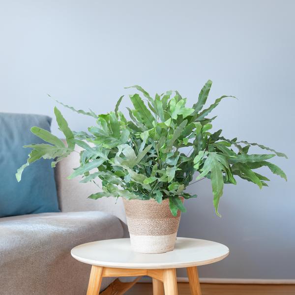 Phlebodium Aureum 'Blue Star' - Blauwvaren - met Mand Lissabon wit - ↕40cm - Ø17cm