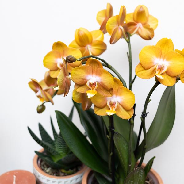 Oranje Phalaenopsis orchidee Las Vegas in gouden Groove sierpot - Ø12cm