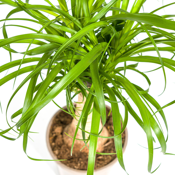 Beaucarnea Recurvata Stam - ↕50cm - Ø17cm - Olifantenpoot Plant