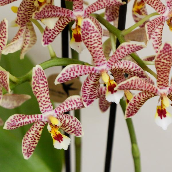 Oranje Phalaenopsis orchidee - Spider in Scandic wit - Ø9cm - Bloeiende kamerplant