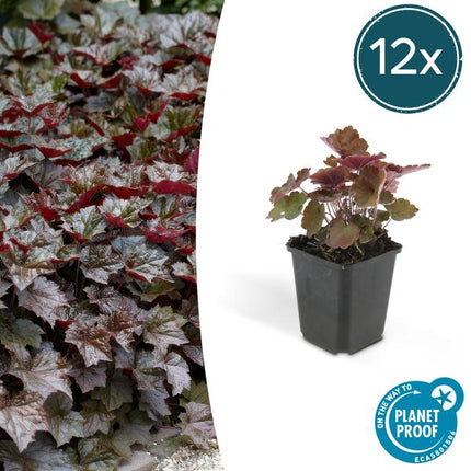 Heuchera Micrantha 'Palace Purple' - Clochette violette - ↕10-25cm - Ø9cm - 12x