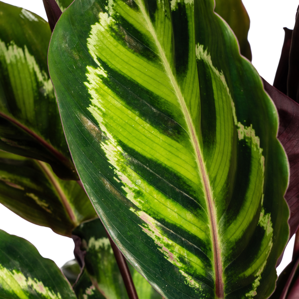 Calathea Roseopicta - ↕45cm - Ø17cm