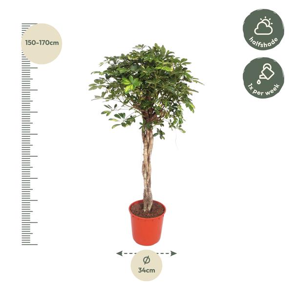 Schefflera Gold Capella gevlochten stam - 160 cm - ø34