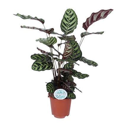 Calathea Makoyana - ↕70cm - Ø21cm