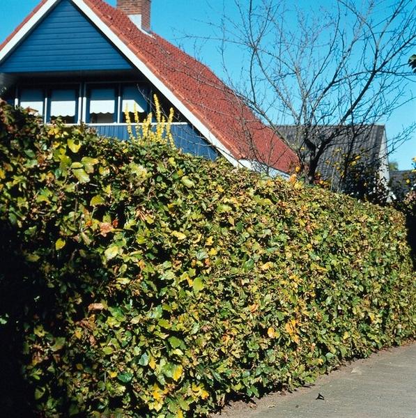 Fagus Sylvatica - Beukenhaag - Blote wortel - ↕60-80cm - 75x