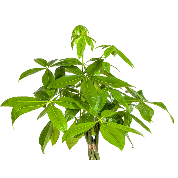 Pachira Aquatica - ↕130-150cm - Ø27cm