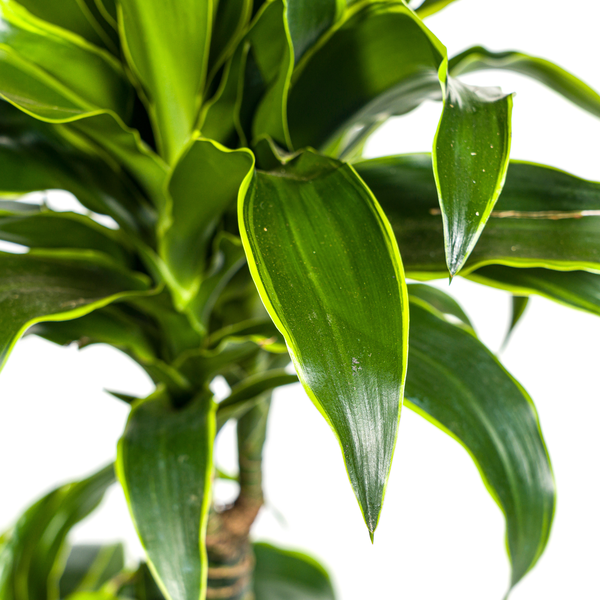 Dracaena Deremensis Dorado - ↕110cm - Ø21cm