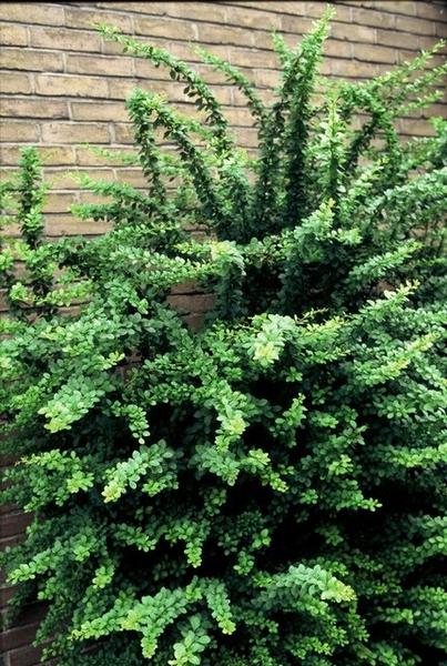 Berberis thunbergii - Zuurbes - ↕30-50cm - blote wortel - 100x