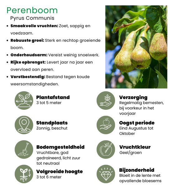 Fruitbomen Biologisch - Appel, Peer, Kers en Pruim - ↕60cm - Ø20cm - 4x