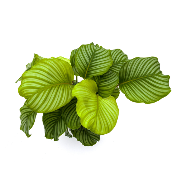Calathea Orbifolia - ↕80cm - Ø27cm