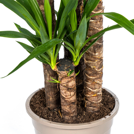 Yucca Elephantipes - ↕160cm - Ø27cm