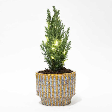 Christmas tree 'Ellwoodii' + Pot Echo + 20 Christmas lights - ↕25-30cm