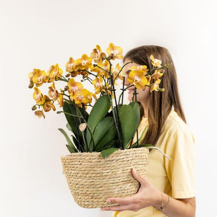 Conjunto de orquídeas naranjas en cesta de junco con depósito de agua incluido - Tres orquídeas naranjas de Las Vegas de 12 cm | Mono ramo naranja con depósito de agua incorporado.