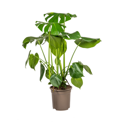 Monstera Deliciosa Tauerii - ↕80cm - Ø21cm - Hole plant