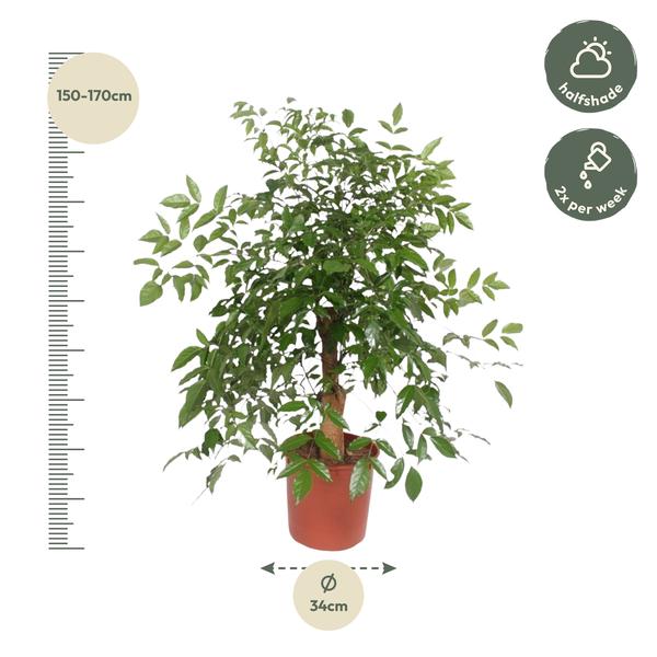 Hetropanax Chinensis - 160 cm - ø34