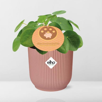Pilea Peperomioides - Pancake plant - ↕12cm in elho Vibes Fold Ø14cm pink