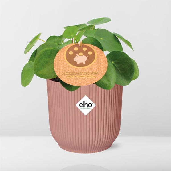 Pilea Peperomioides - Pannenkoekplant - ↕12cm in elho Vibes Fold Ø14cm roze
