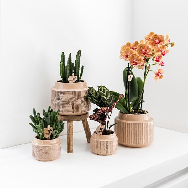 Stapelia - groene kamerplant - vetplant - Ø9cm - Kolibri Greens