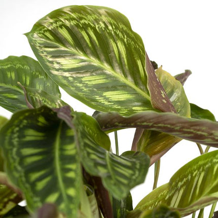 Calathea Flamestar - Roślina pawia - ↕75cm - Ø19cm
