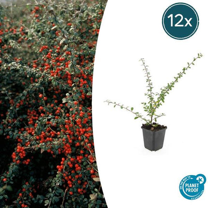 Cotoneaster Suecicus 'Coral Beauty' - ↕10-25cm - Ø9cm - Bunddække - Kantplante - 12x