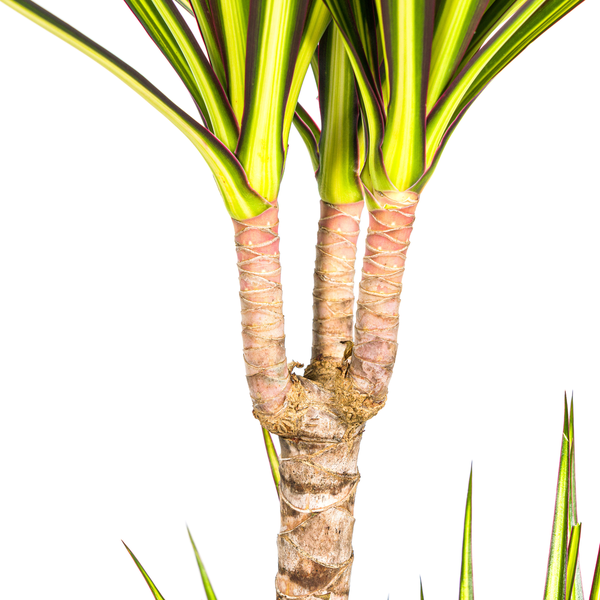 Dracaena Marginata Sunray - ↕80-100cm - Ø19cm - Drakenplant