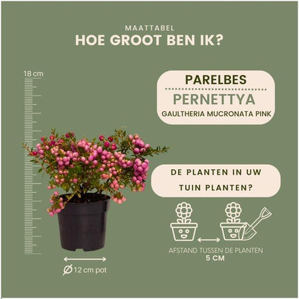 Pernettya mucronata - pearlberry pink - ↕20cm - Ø12cm - 6x