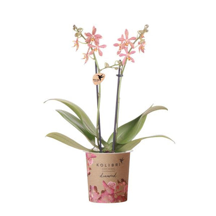 Orange Phalaenopsis orkidé - Edderkop - Ø9cm - blomstrende stueplante