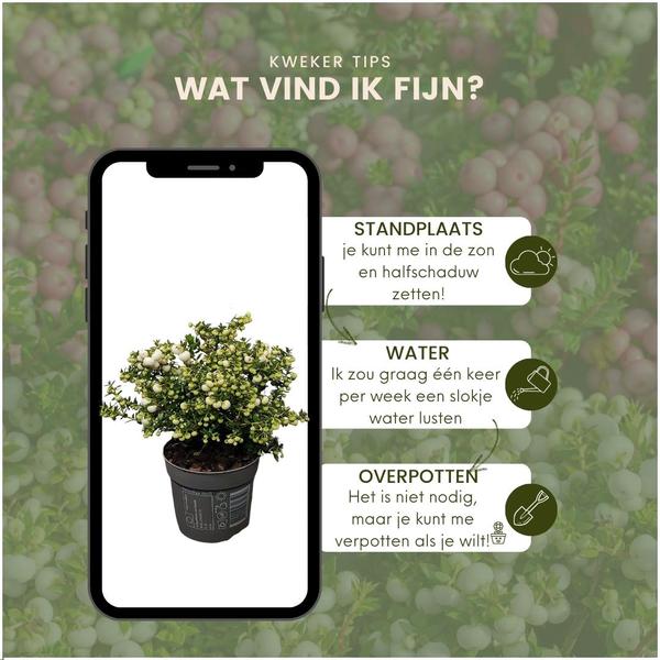 Pernettya mucronata - parelbes wit - ↕20cm - Ø12cm - 6x