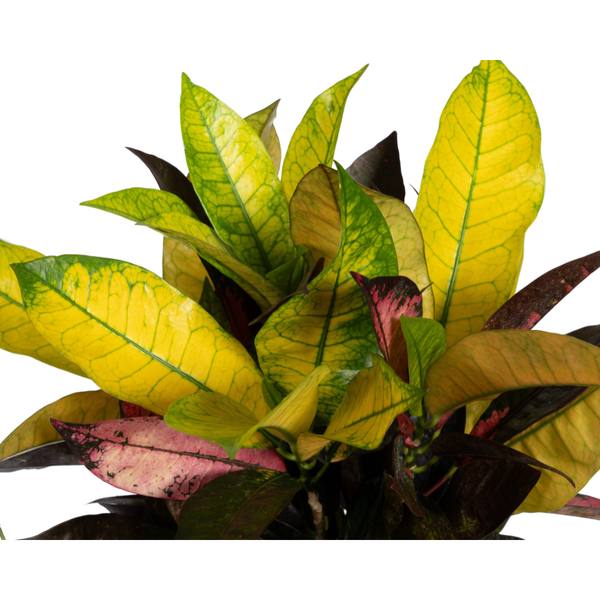 Codiaeum 'Croton' Iceton - ↕50cm - Ø17cm