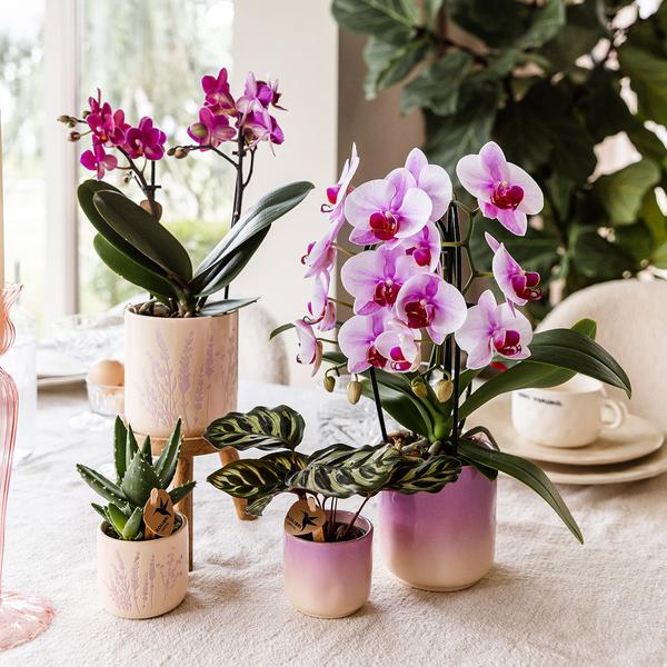 Roze orchidee Niagara Falls + Gradience sierpot roze - Ø9cm - Bloeiende kamerplant