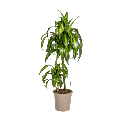 Dracaena Deremensis Hawaiian Sunshine - ↕80cm - Ø19cm