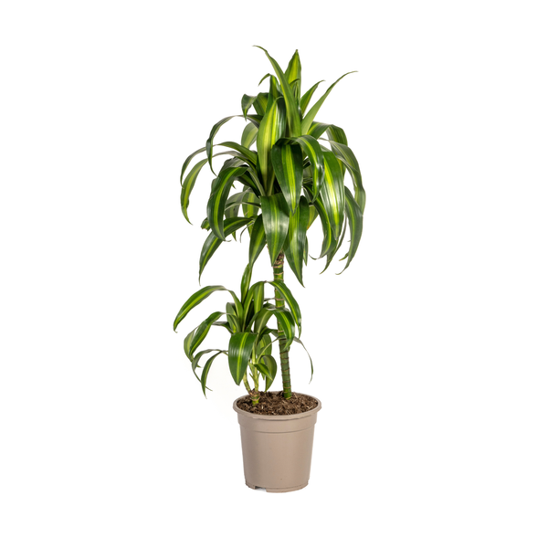 Dracaena Deremensis Hawaiian Sunshine - ↕80cm - Ø19cm